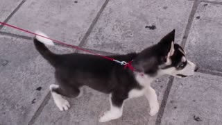 Husky puppy sees pigeons for the first time