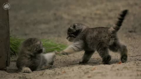 Funny Pallas's cat kitten explores the world