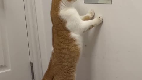 cat in mirror-so cute ❤🌺