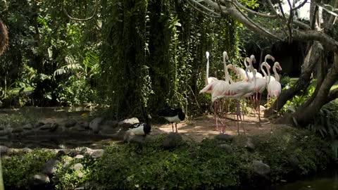 Nature forest, waterfal