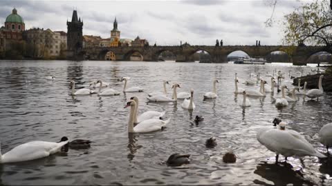 Swans swimming on the banks of a river