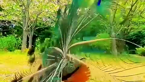 Peacock