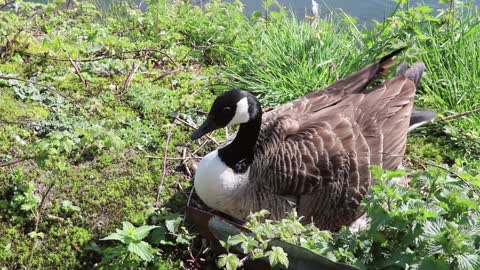 A duck lies on its eggs near the lake