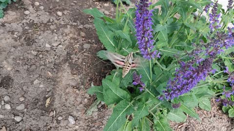 Giant moth or baby humming bird