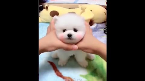 Funny and cute dog pomeranian