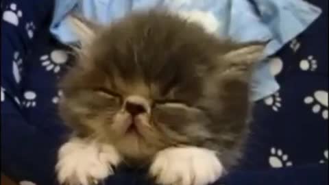 Funny sleepy pets