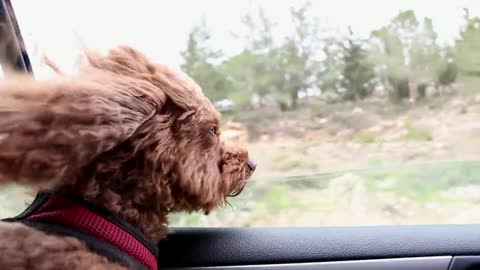 Chien Caniche Fenêtre De La Voiture Vent Tempête (dog watching from windows of car)