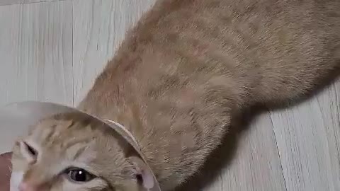 a cat asking for a scratch