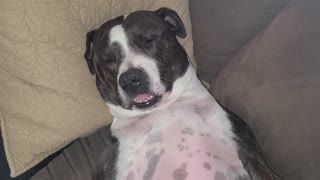 Bruno the pitbull just sleeping, SNORING, showing off his teeth