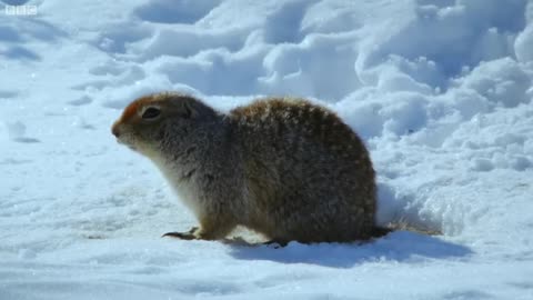 How an Arctic Squirrel Survives Winter | Wild Alaska | BBC Earth