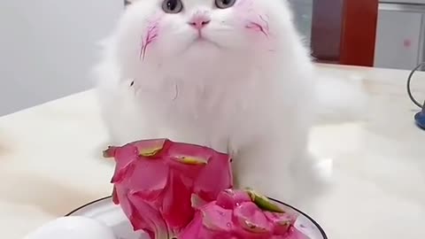 Cute cat