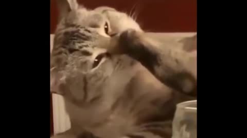 FUNNIEST CATS - DON'T TRY TO HOLD BACK LAUGHTER- FUNNY CATS LIFE