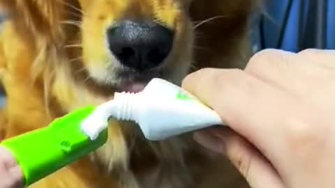 Brush your dog's teeth!