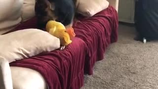 German shepherd chews yellow dog toy on red couch