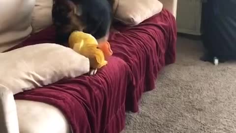German shepherd chews yellow dog toy on red couch