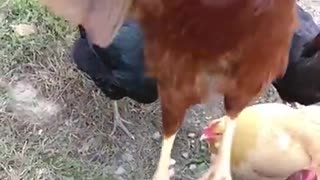 Rooster Jumps For Treat in Slow Motion