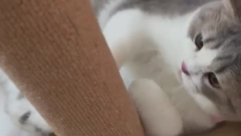 Cute kitten plays with her favorite toy