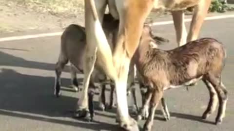 The mother cow breastfeeding four cute goat cubs on the street