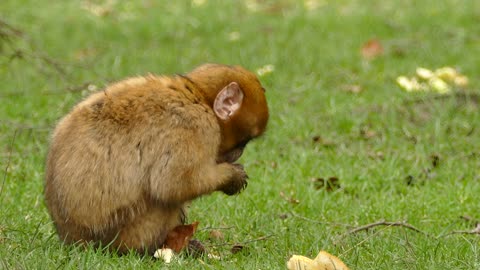 Eating baby monkey in jungle.