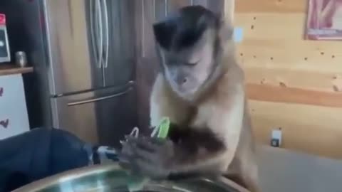 A helpful little monkey