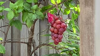 # Back Yard Birds Hawai’i Common Minah