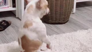 Itchy dog "dances" along to the music