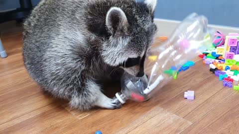 Raccoon plays with the alphabet in a bottle of cola.