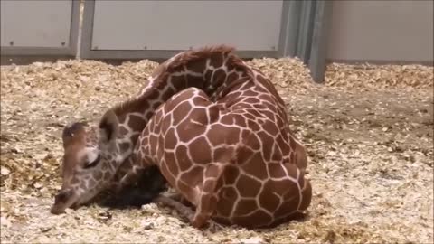 Cute Funny Baby Giraffe Compilation! Videos of Momma and Baby Giraffe together. So Sweet and Fun!