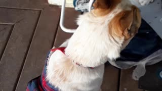 Cat in stroller fends of husky/husky heelers