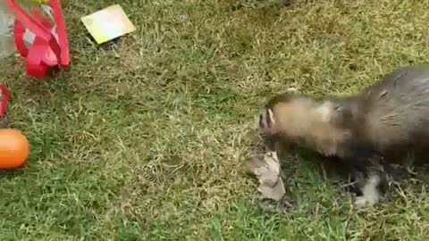 Ferrets Playing in The Garden of The House
