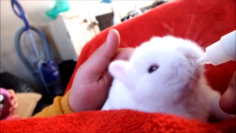 Cute Baby Bunnies & Rabbits Binky - Compilation