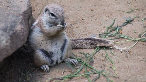 Two beautifuls squirrel eat and play in the forest