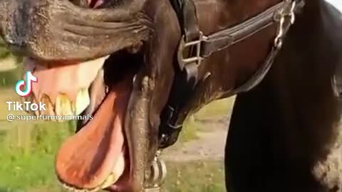 Amazing singing Horse Funny videos