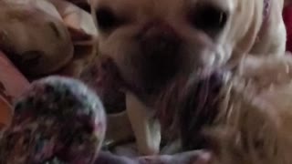 Feisty Frenchie loves playing with rope toy