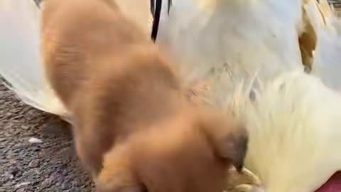 Dog and hen funny video with parrot