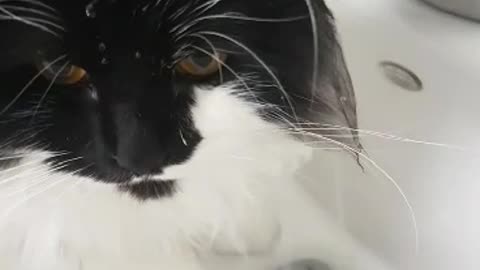 Tap Water Loving Cat Gets His Head Covered