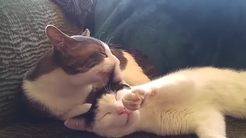 Caty Licking Her BoyFriend In his Sleep