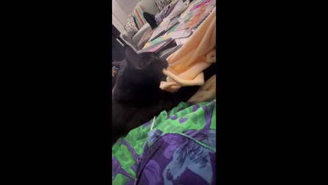 Adopting a Cat From a Shelter Vlog - Precious Piper Acting Like a Kitten #shorts