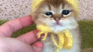 Kitten With Small Yellow Hat