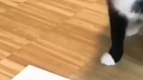 Cute pandas cat playing tic tac toe