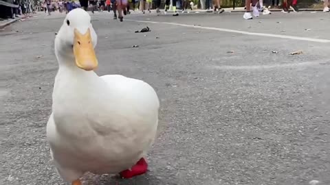 Wrinkle The Duck Runs New York Marathon