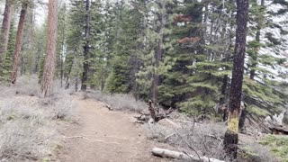 Hiking Through the Forest Shoreline of Deschutes River Trail – Central Oregon
