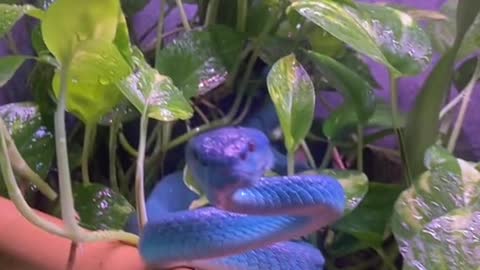blue Insularis Viper ! I love these guys!!! So
