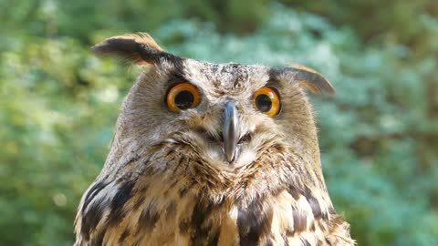 Tilt view of jenny eagle owl in natural conditions