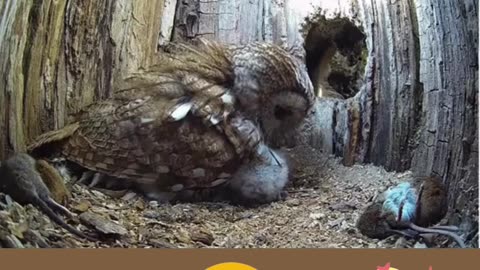 Momma owl adopts orphaned baby owls.