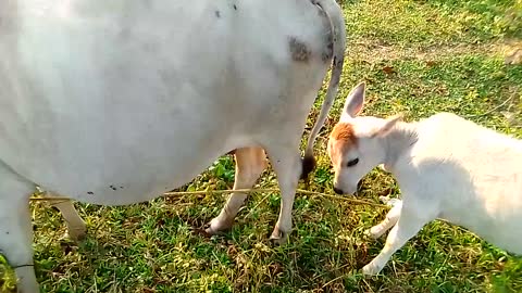 Mother Cow And Baby Cow |🐄 Village cow