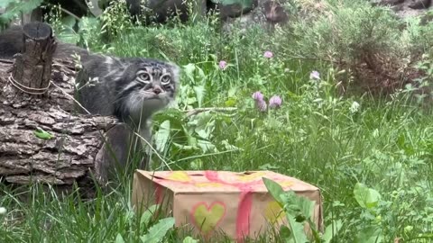 Birthday present for the Pallas cat