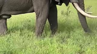 Majestic African Bush Elephant Grazes Peacefully