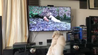 Golden Retriever Reacts to his own video!!!