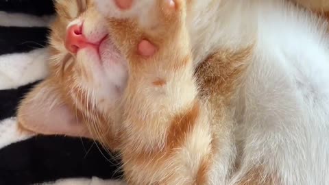 The little orange cat likes to lie down and sleep, just lick it